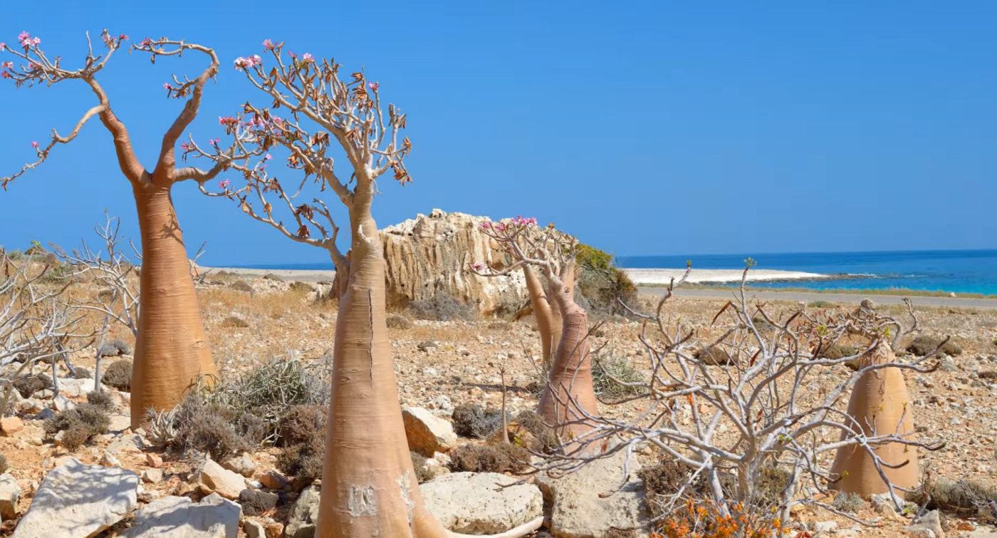 Bottle Tree on Socotra Island