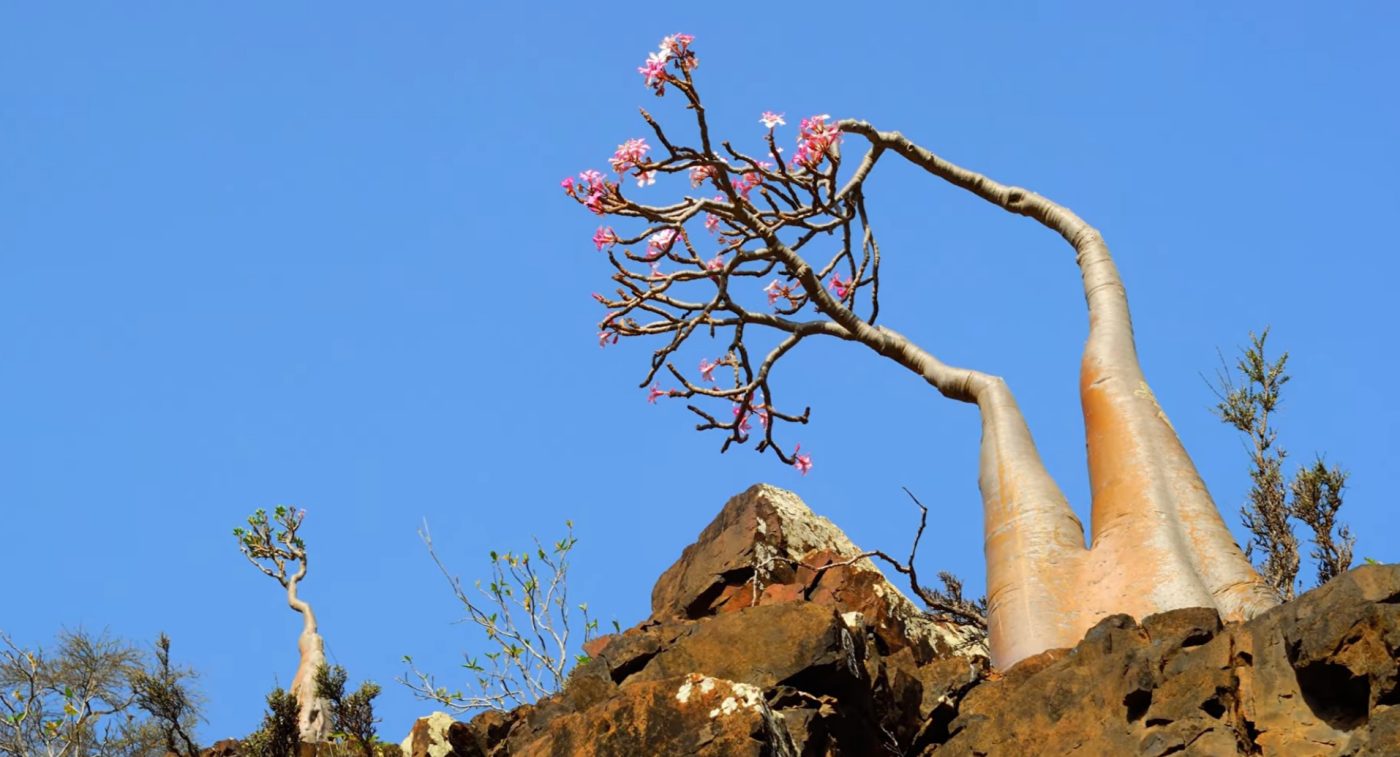 Bottle Tree on Socotra Island