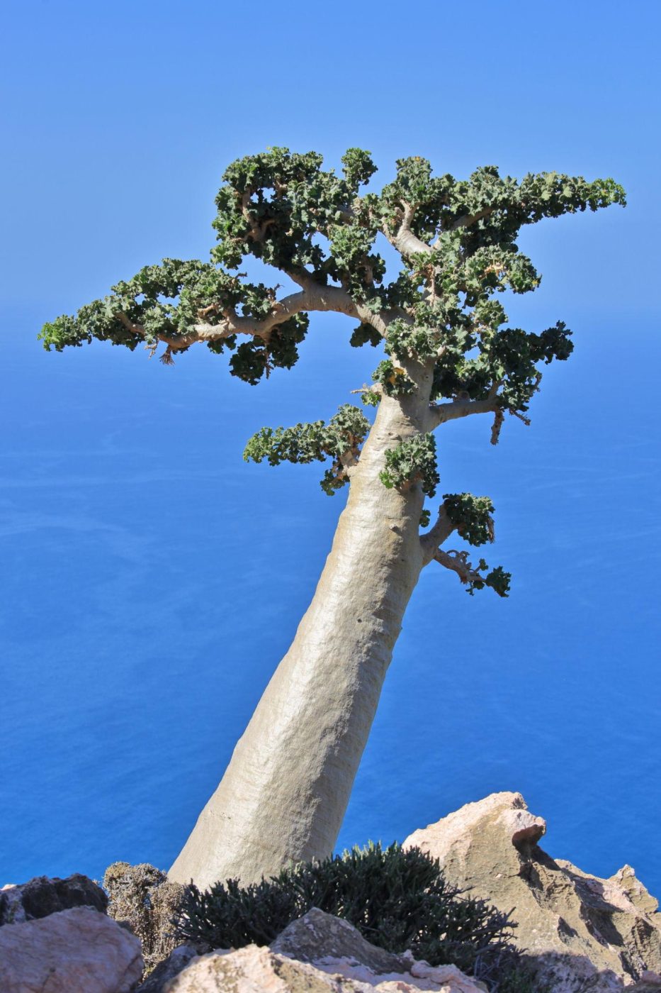 Socotra Island Cucumber Tree