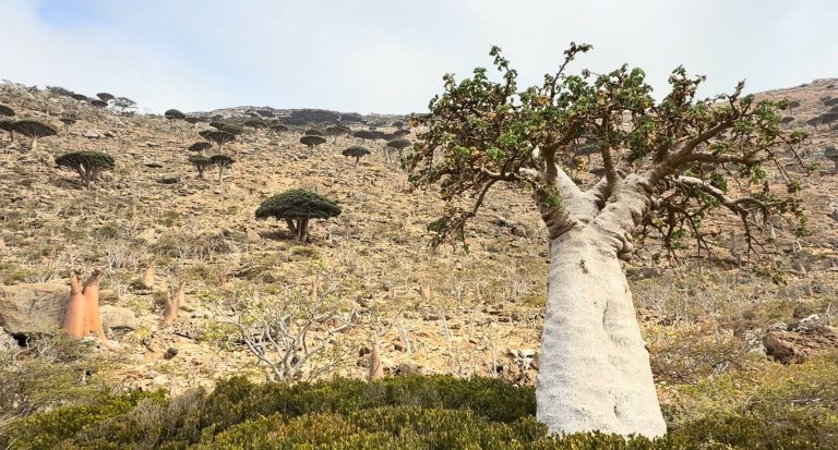 Socotra Island Cucumber Tree