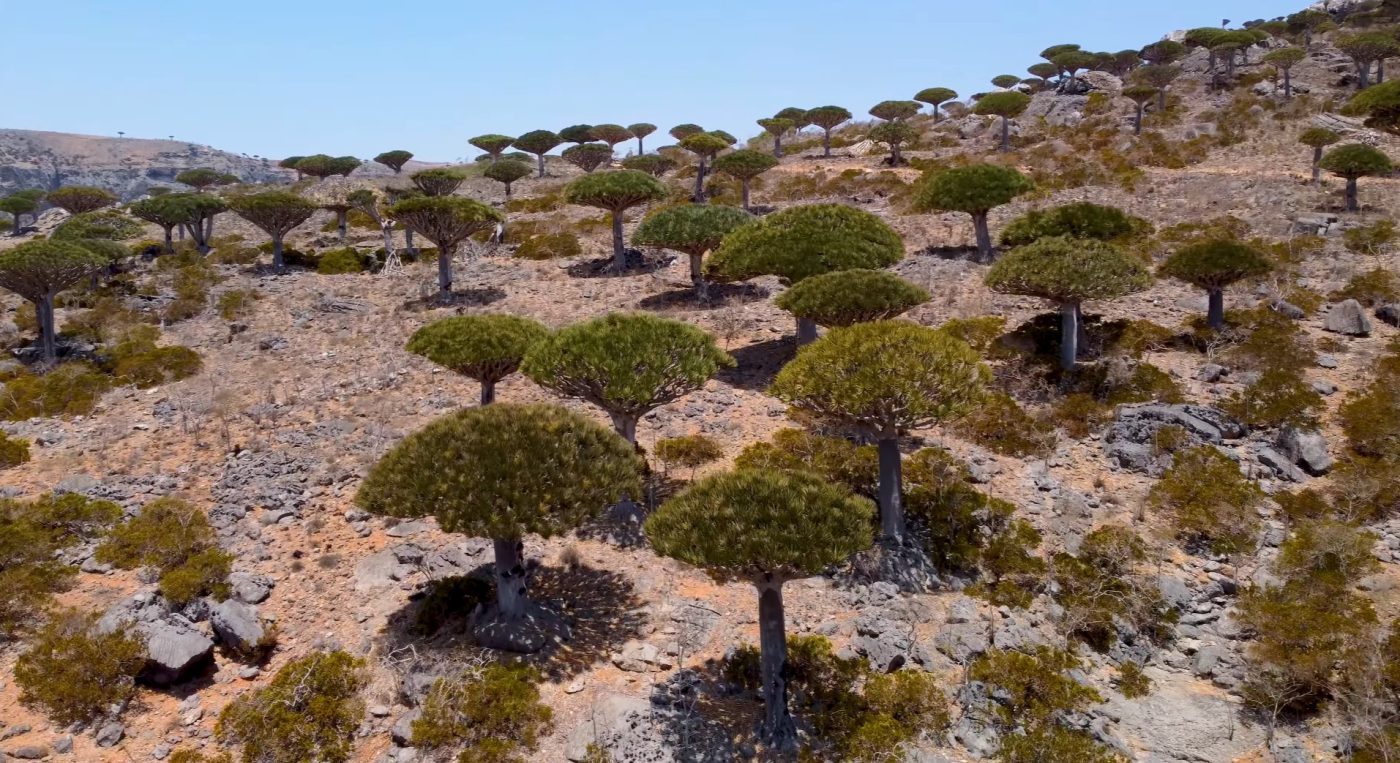 Diksam Plateau Dragon Trees