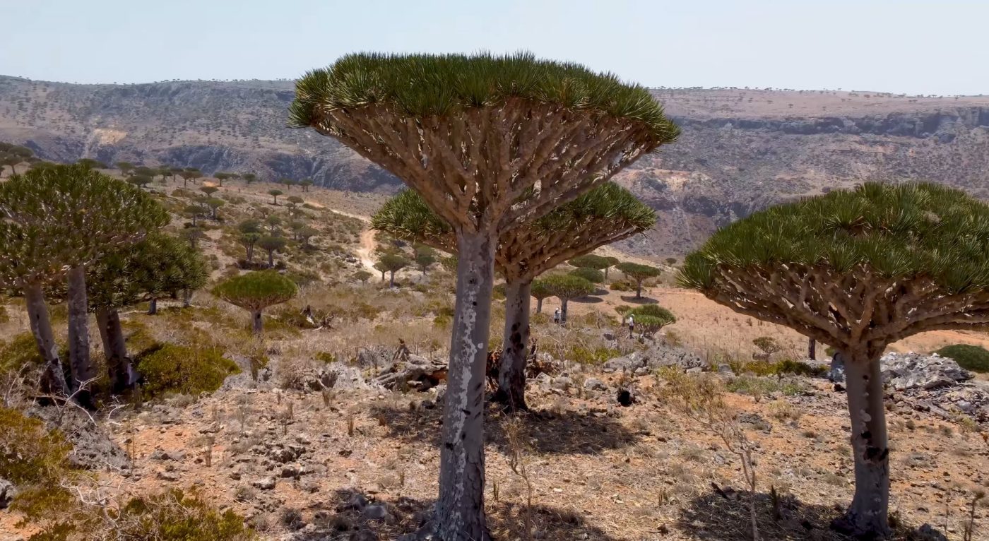 Diksam Plateau Socotra
