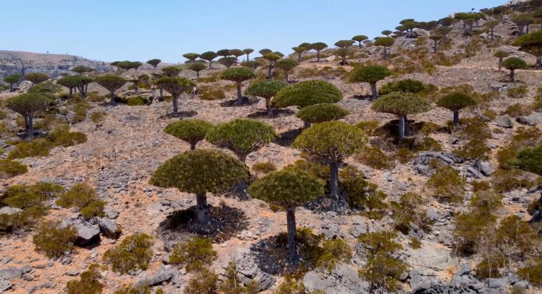 Diksam Plateau - Dragon Trees