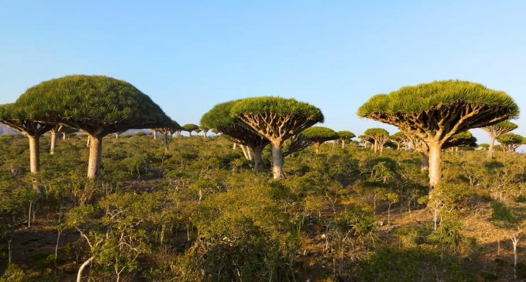 Dragon Blood Tree Landscape