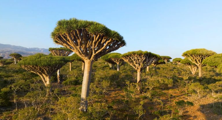 Socotra Island Tourism: Complete Guide