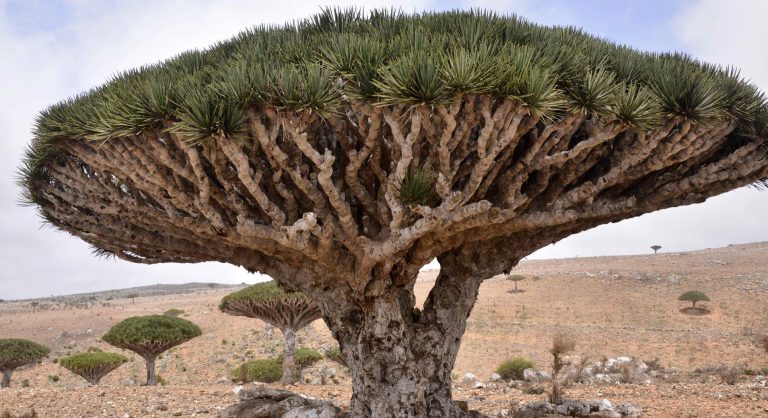 Dragon’s Blood Tree