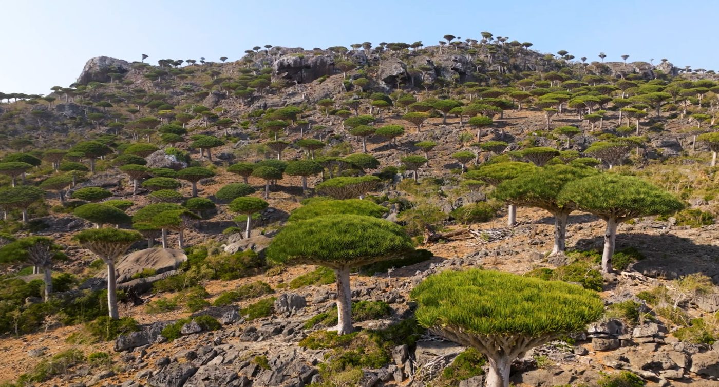 Dragon’s Blood Tree forest on Socotra Island