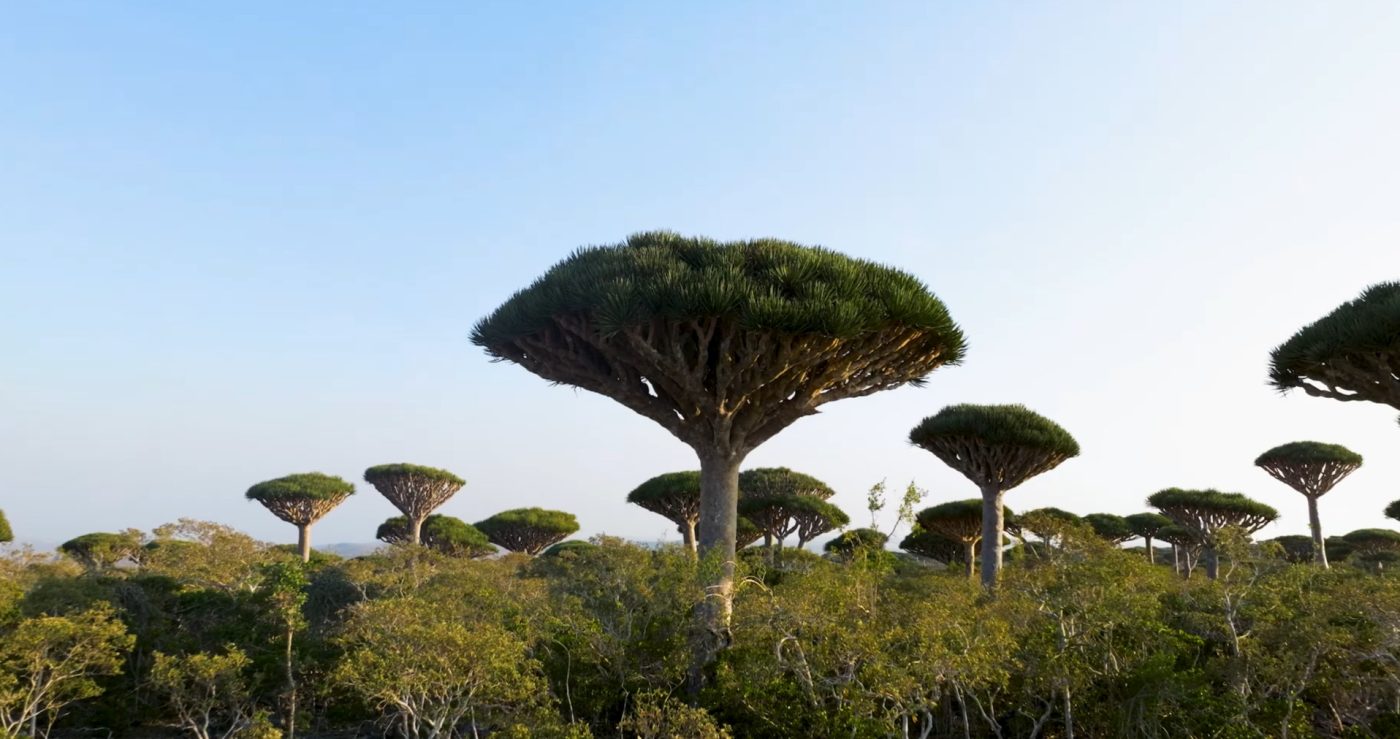 Dragon’s Blood Tree on Socotra