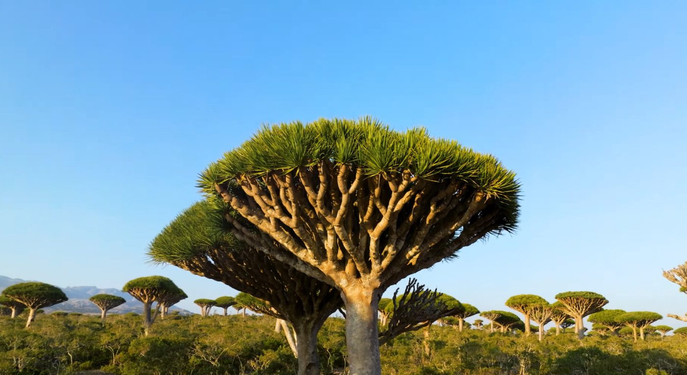 Firmihin Forest Socotra