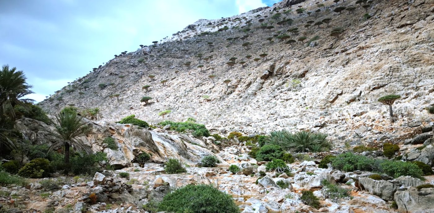 Homhil Socotra: Dragon Blood Trees