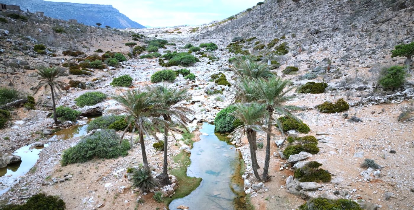 Homhil Socotra: Dragon Blood Trees