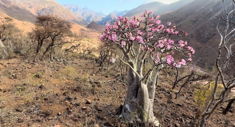Bottle Tree on Socotra Island