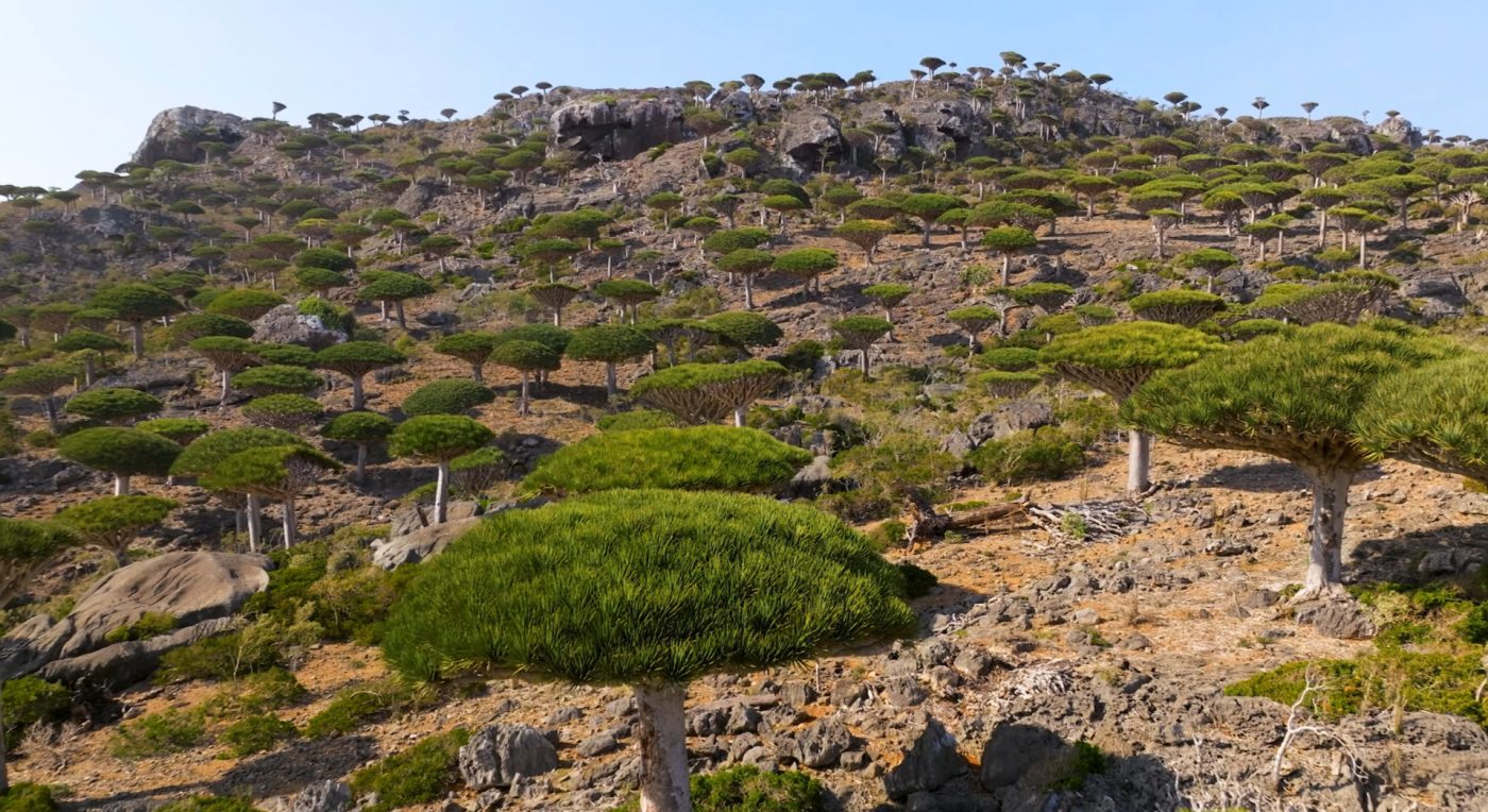 firmihin forest
